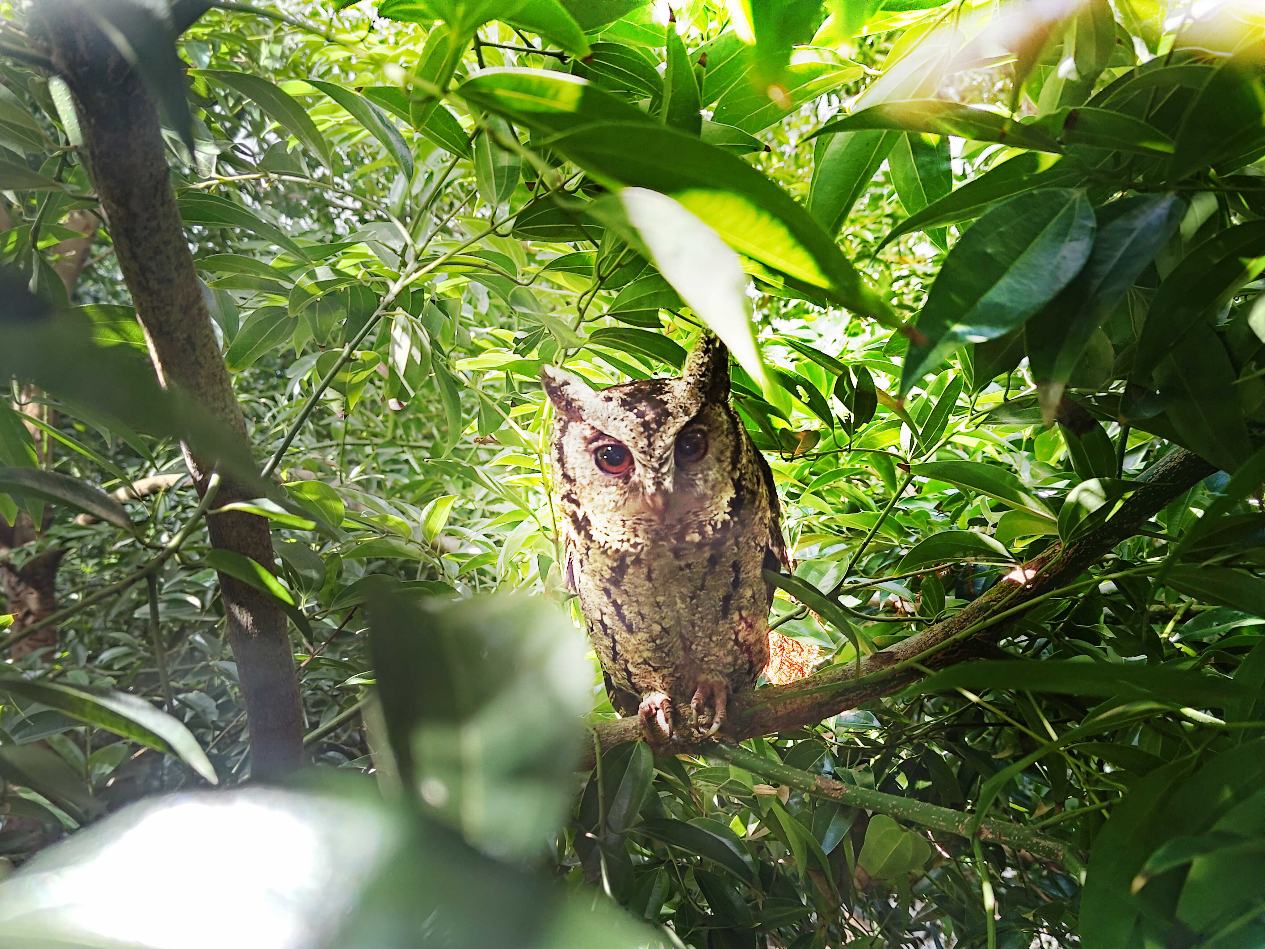 3499拉斯维加斯致力提倡净零绿生活，16年以来在全球各厂区植树逾百万棵，造就各厂区树木蔚然成林，犹如森林工厂，成为许多生物的栖息地